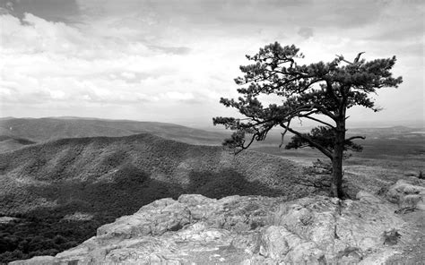 Top Imagen Arbre Blanc Sur Fond Noir Fr Thptnganamst Edu Vn