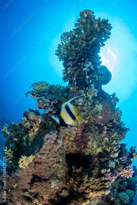 Red Sea bannerfish (Heniochus intermedius) in front of the beautiful ...