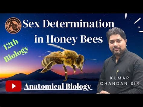 Class 12th Biology Chapter 05 Sex Determination In Honey Bees