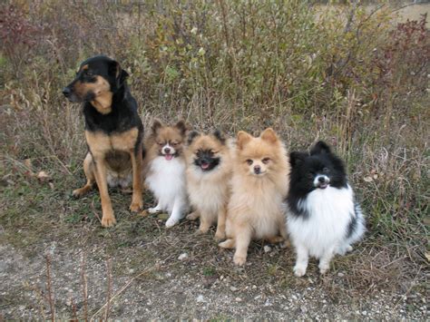 Pomeranian German Shepherd Cross