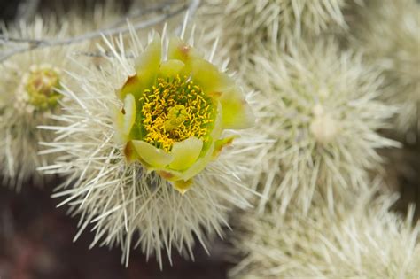 Jumping Cholla Info: Can You Grow Teddy Bear Cholla Plants In The Garden