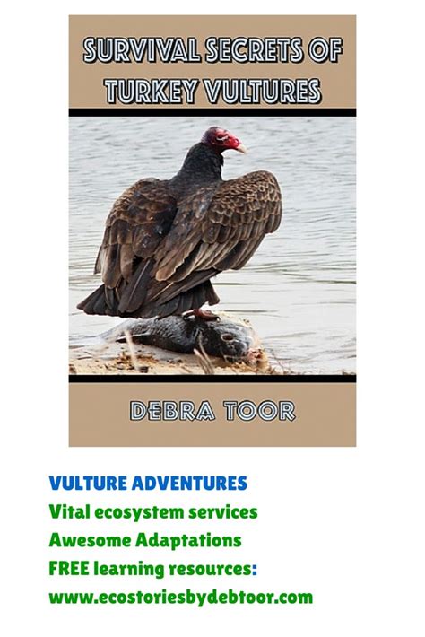 New World Vulture | Animal adaptations, Survival, Animals