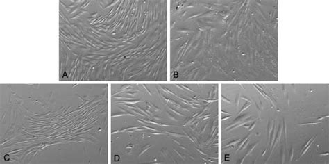 Isolation Methods of Dental Pulp Stem Cells | Pocket Dentistry