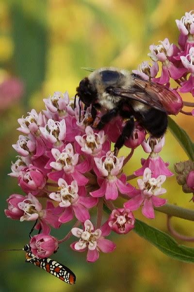 Buy Rose Swamp Milkweed Asclepias Incarnata Free Shipping 8 Pack