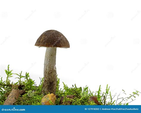 Scabrum Del Leccinum De La Seta Boleto Del Abedul Con El Musgo Aislado