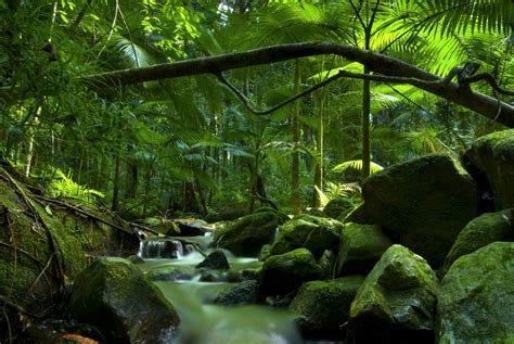 Menetrend szalag megdönteni visit daintree rainforest kivétel tengely