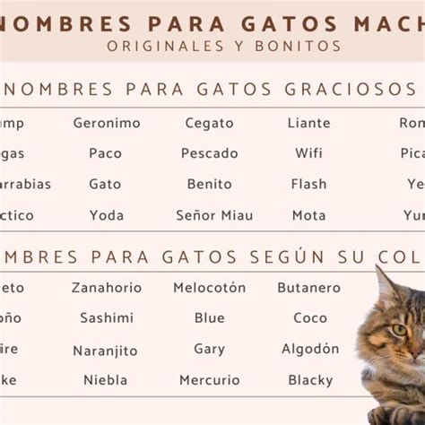 Nombres Cortos para Gatos Machos Mascotas Exóticas