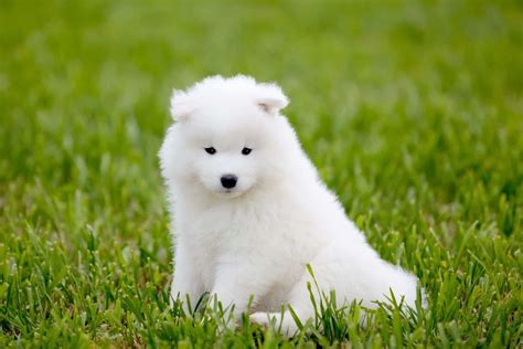 Bán Chó Samoyed Thuần Chủng - Bảo Hành Toàn Diện 365 Ngày