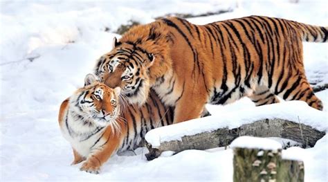 This Article Talks About Tigers Mating Habits This Helps Me Understand How They Reproduce