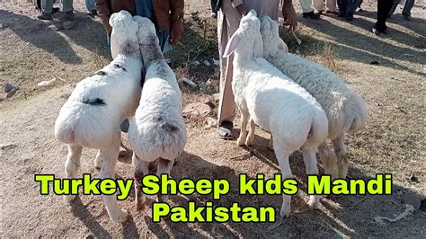 Dumba Mandi Gali Jageer District Attock Sheep Farming In Pakistan