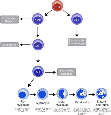 Neutrophils As Myeloidderived Suppressor Cells Aarts 2018