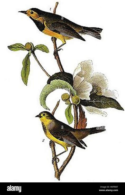 bachmans swamp warbler  species native   southeastern