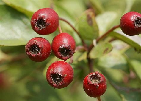 Kleines Artenportrait Mit Text Und Fotos Von Crataegus Monogyna