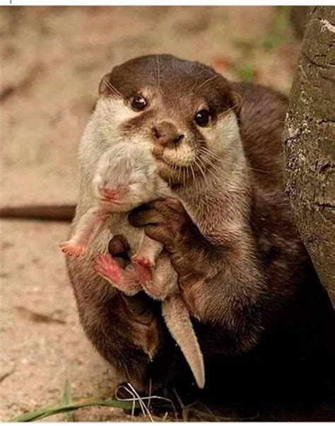 Otters display their babies when they feel threatened so that predators will have mercy on them ...