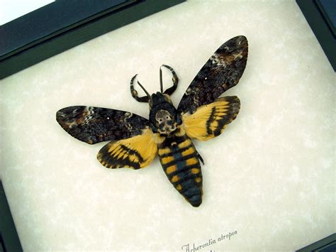 Framed Death's Head Moth - Acherontia atropos male