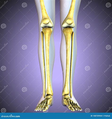 3d Illustration. Human Knee Bones Skeletal System Stock Photography | CartoonDealer.com #108759944