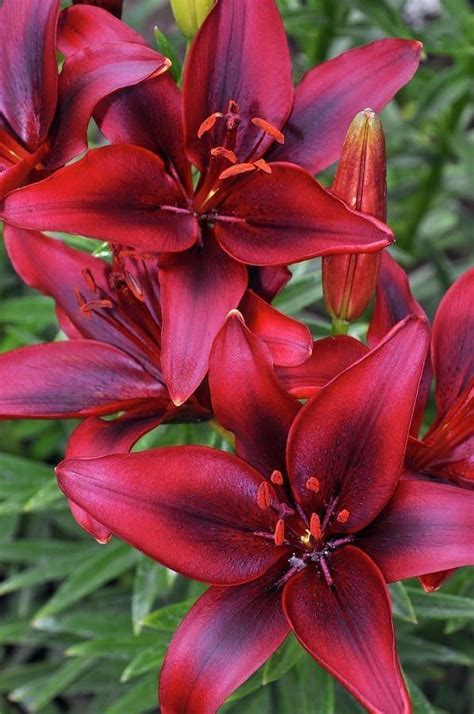 Types Of Lilies 8 Beautiful Cold Hardy Choices For The Garden Artofit