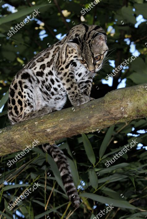 Margay Felis Wiedii Adult Sitting On Editorial Stock Photo Stock