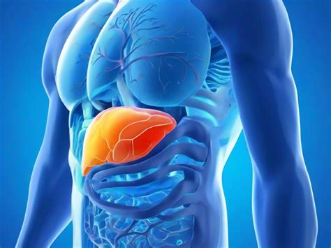 Exploring the Liver and Its Functions: Your Guide to Optimal Health