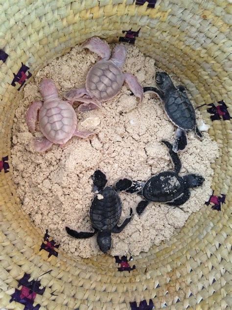 4 rare albino green sea turtles hatch in Mozambique - Africa Geographic