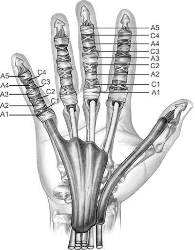 Finger Pulley Injury: Everything You Need To Know | S57