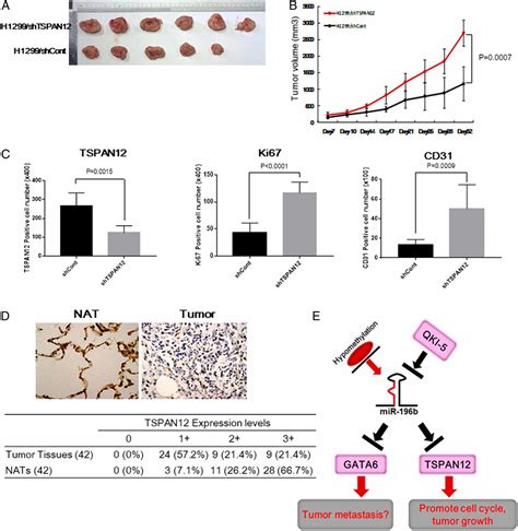 MiR 196b 5pmediated Downregulation Of TSPAN12 And GATA6 Promotes Tumor