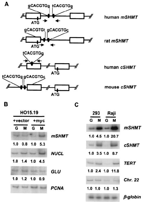 C Myc Binds To The Promoters Of Mshmt And Cshmt Genes In Vivo A