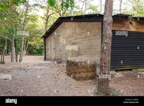 large wooden cabin in woods Stock Photo - Alamy