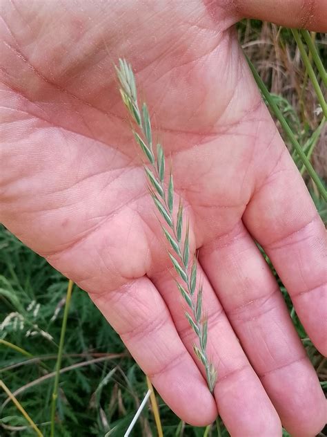 Quecke Elymus Repens 1 Kriech Quecke Elymus Repens Flickr