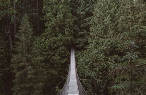 View hanging bridge forest | Free Photo - rawpixel