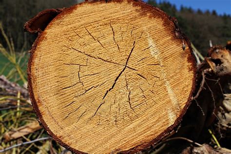 Holz Ringe Jahresringe Kostenloses Foto Auf Pixabay