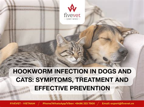 Fivevet - Central Veterinary Medicine JSC No.5 • Home