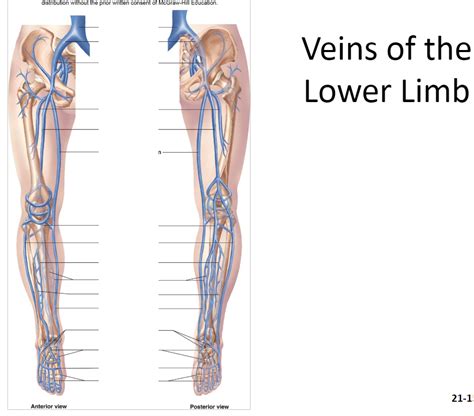 Veins Lower Limb Diagram Quizlet