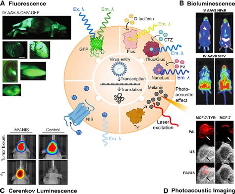 Pdf A Brief Review Of Reporter Gene Imaging In Oncolytic Virotherapy