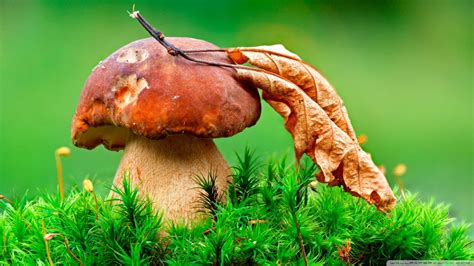 Hd 1080p Mushroom Wallpapers Top Free Hd 1080p Mushroom Backgrounds