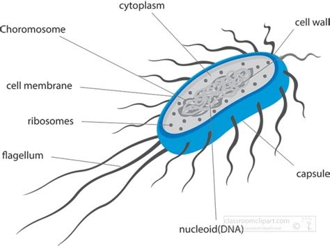 E Coli Diagram