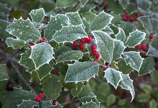 frost on the holly II | liz west | Flickr