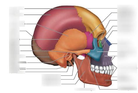 The Skull Side View Diagram Quizlet