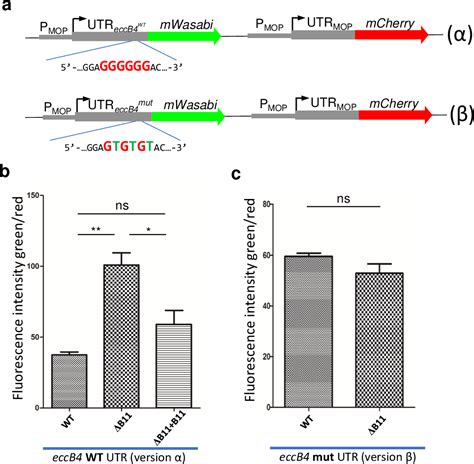 Figure From The Small Non Coding Rna B Regulates Multiple Facets Of