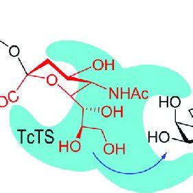 Tcts Transfers Sialic Acid From Host Glycoconjugates To The T Cruzi