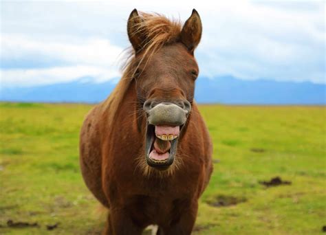 7 Important Things You Should Know About Horse Teeth