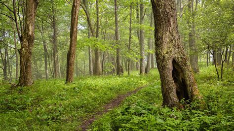 trail  monongahela national forest  bickle knob west virginia