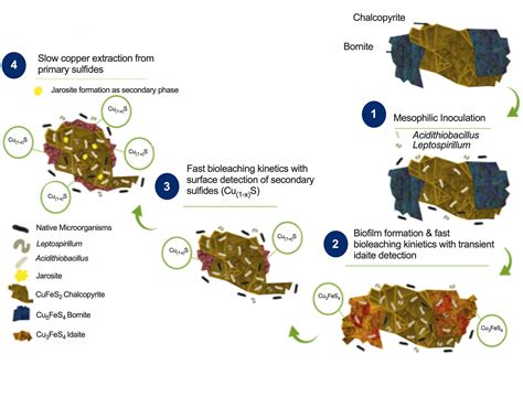 Frontiers Biofilm Formation Is Crucial For Efficient Copper