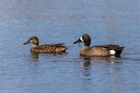 28 Species Of Ducks In Florida (ID, Calls, Season Guide) - Bird Advisors