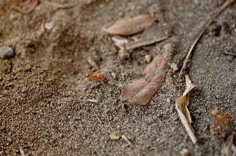 Premium Photo Close Up Of Dirt And Dried Leaves