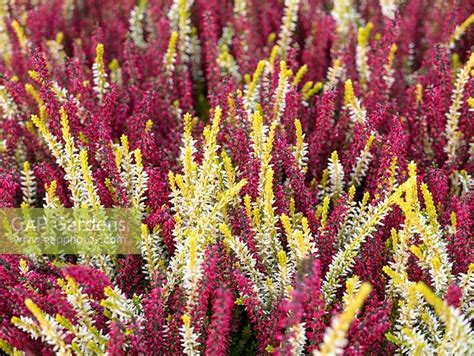 Colourful Calluna Vu Stock Photo By Gary Smith Image 1403821