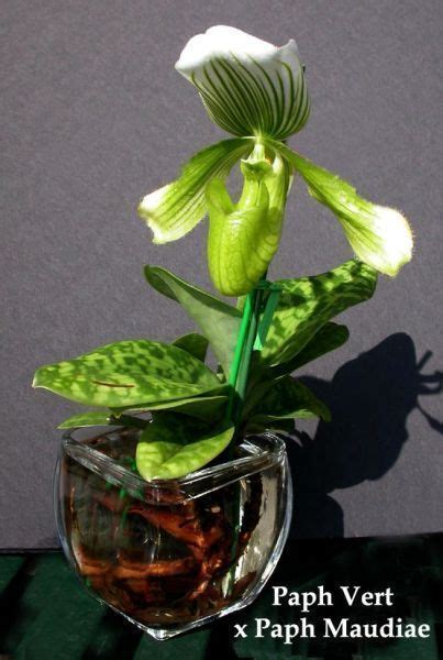 11 Water Culture Orchid ideas | water culture orchids, orchids in water ...