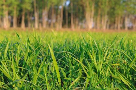 Premium Photo | Ruzi grass for feeding animal brachiaria ruziziensis
