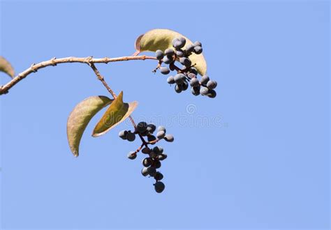 Berries Of A Chinese Privet Or Common Privet In Winter Stock Image