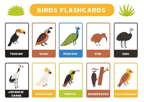 Premium Vector | Flashcards for kids with cute birds educational cards